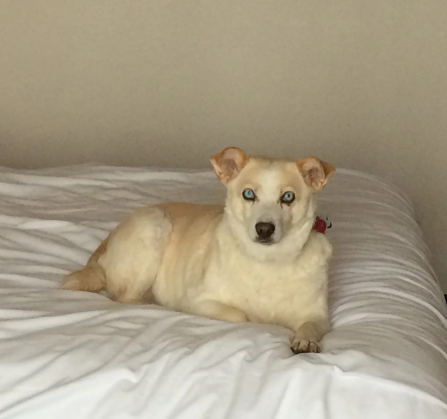 Dog in care